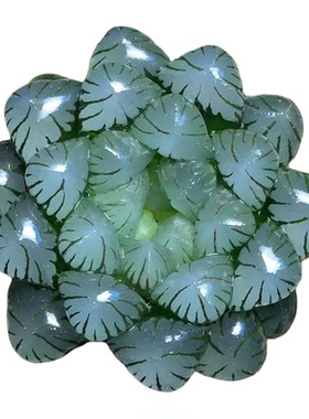 绿植净化空气室内阳台好养