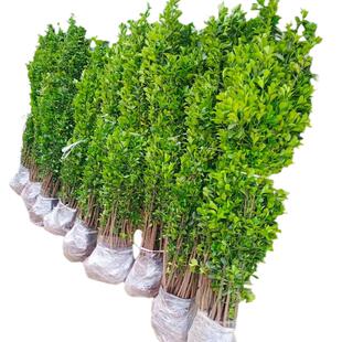 冬青树苗大叶北海道黄杨苗直立围墙篱笆植物四季常青耐寒庭院绿篱