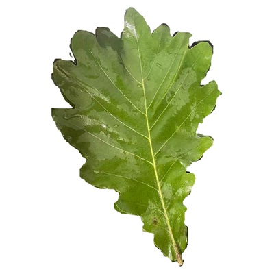 野生大槲叶晒干粽叶包粽山东五莲