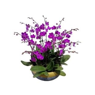 蝴蝶兰花苗盆栽带花剑花苞大苗花卉植物室内绿植四季开花水培植物