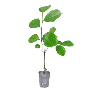 太秋甜柿树苗南北方庭院地栽特大果树活苗盆栽嫁接甜脆柿当年结果