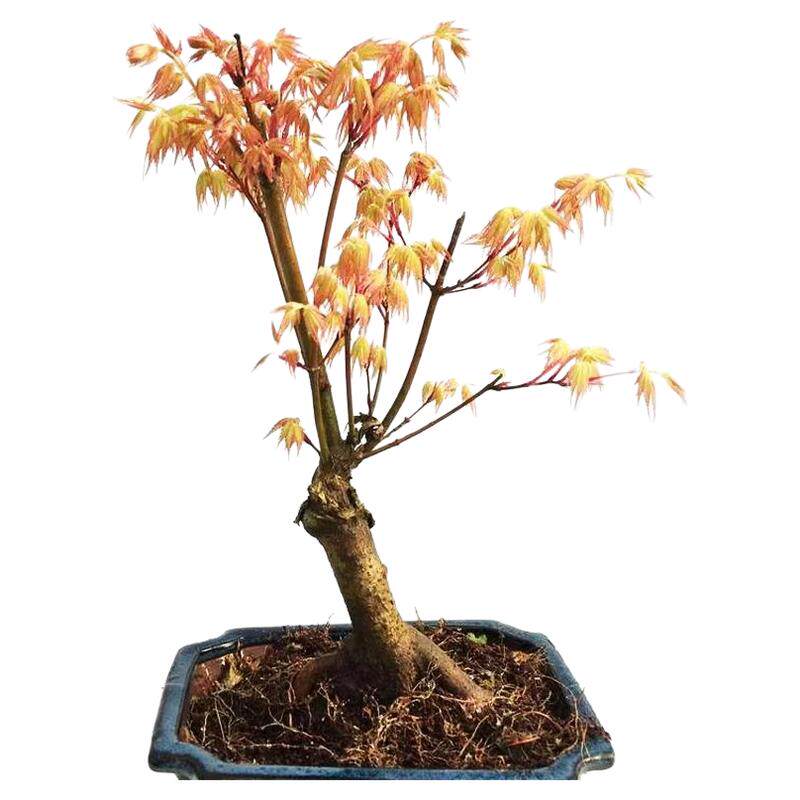 正宗橙之梦日本黄金枫树苗红枫三季红庭院耐寒盆栽大型彩叶风景树