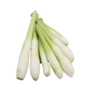 茭白苗种早熟双季茭白种苗高产四季茭白高笋苗水笋高瓜苗水生植物