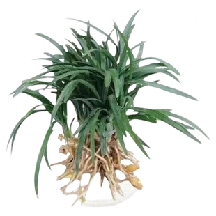 矮麦冬庭院绿化麦冬草苗沿阶草耐阴耐寒常绿麦冬地被植物玉龙草