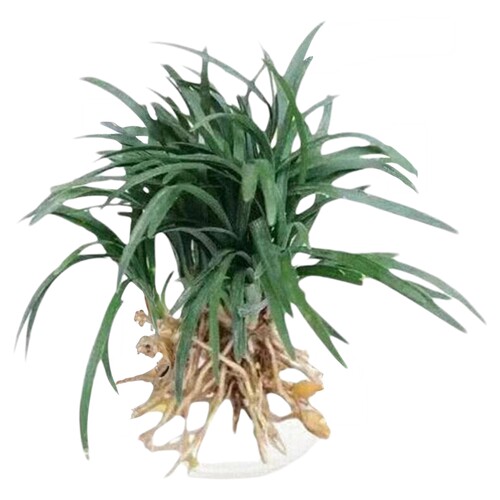 矮麦冬庭院绿化麦冬草苗沿阶草耐阴耐寒常绿麦冬地被植物玉龙草