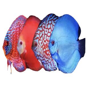 七彩神仙鱼热带观赏鱼红盖子阿莲卡天子蓝黄金红蓝松石鱼德松燕鱼