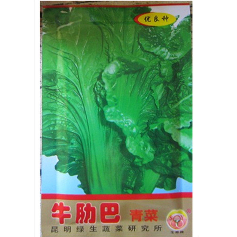 云南蔬菜种子大苦菜生源牛肋巴籽