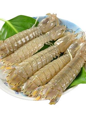 海鲜虾爬子皮皮虾青岛鲜活