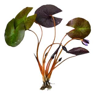 小型开花睡莲紫美人红青虎斑四色ADA荷根水草鱼缸新手南美缸造景