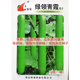 绿领青霞瓠子种子长蒲瓜瓠瓜早熟约50厘米夜开花杂交种籽春播10克