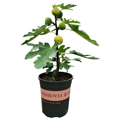 无花果树苗特大盆栽波姬红