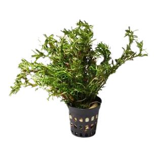 鱼缸造景水族装饰水草活体绿菊红丁香牛顿宫延宝塔中后景水草包邮