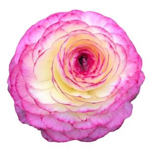 进口花毛茛种子 春季播 室内花园阳台盆栽秋季四季易种 花卉花籽