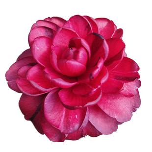 黑赤丹金碧辉煌大红茶花树苗耐寒室内外花卉盆栽四季绿植庭院阳台