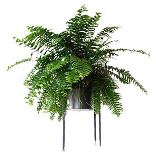 植迷者大霸王蕨长叶肾蕨波士顿观叶绿植网红室内盆栽植物热带雨林