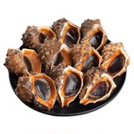 海螺鲜活特大新鲜海捕超大号响螺带黄贝类海鲜水产大全3斤装顺丰