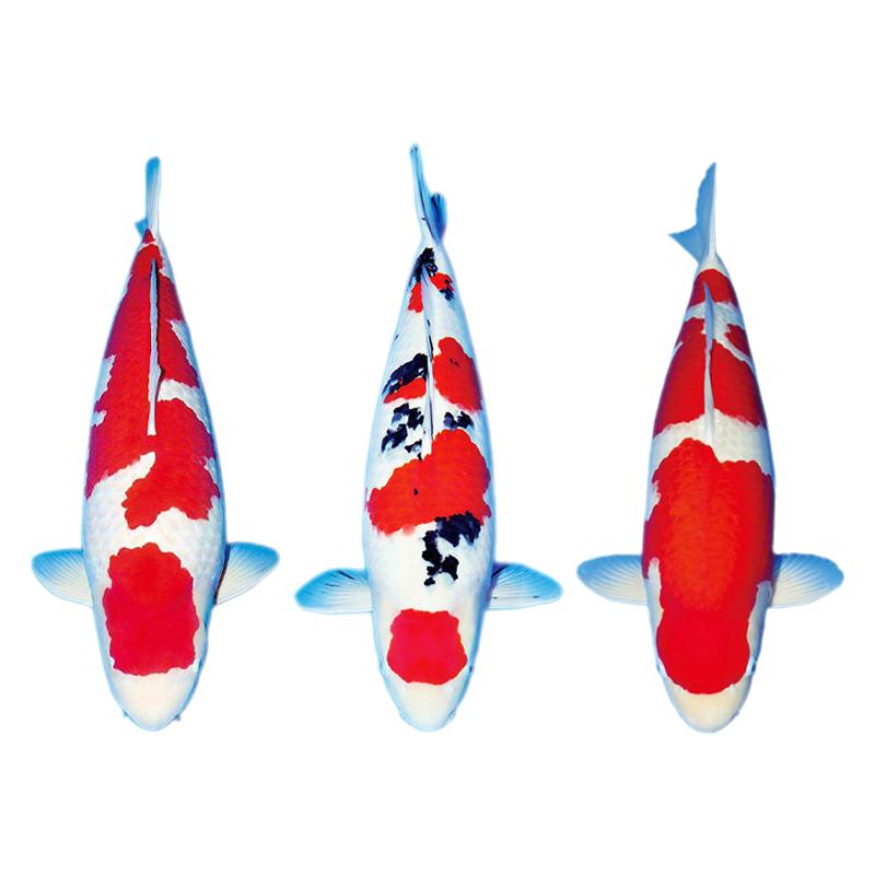 顺丰锦鲤鱼活鱼纯种大型红白活体观赏鱼冷水淡水金鱼好养耐活鱼苗