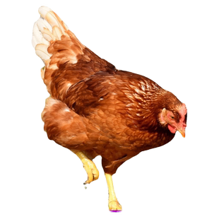 海兰褐鸡种蛋受精蛋可孵化小鸡产蛋王海兰褐种蛋受精鸡蛋20枚包邮