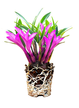 好养绿植浓香型石斛现带苞