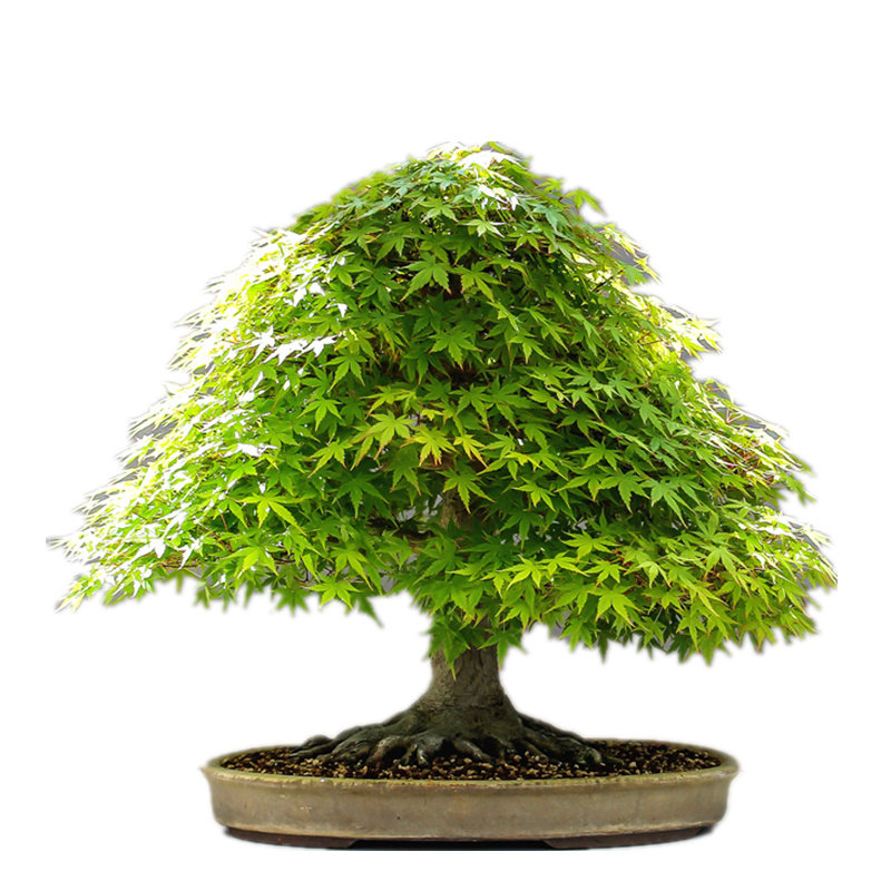 红枫青枫黑松绿植种子四季盆景
