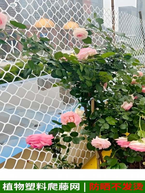 蔷薇爬藤网网塑料白色网架藤蔓植物月季墙面攀爬支架室内花架牵引