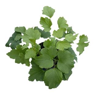 秋牡丹盆栽野棉花庭院阳台打破碗碗花苗多年生耐寒热宿根花卉植物