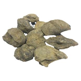 石燕500克 中药材石燕 新货 正品 燕石子 燕子石 水飞石燕 包邮