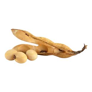 中黄13黄豆种子大豆种子 高产黄豆种籽大粒抗病国产大豆种子基地