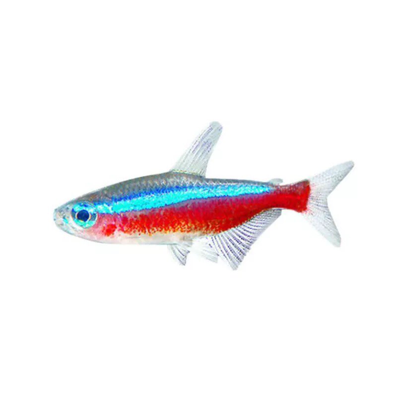 宝莲灯鱼活体 巴西宝莲灯小型灯科草缸群游热带淡水观赏鱼定水
