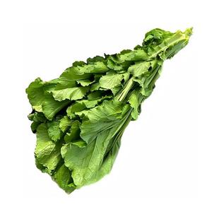 广东钱排大芥菜新鲜脆甜大芥菜大青菜农家种大芥菜甜芥菜大叶青菜