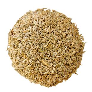 鱼草种籽黑麦草喂鱼草籽鱼塘种植养鱼专用草种四季多年生牧草种子