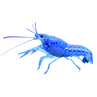 鳌虾观赏虾淡水冷水族耐活体宠物红白蓝色小龙虾火山原生天空蓝魔