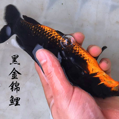 新款黑金锦鲤鱼风水墨黑色金鱼小活鱼冷水鱼苗纯种龙凤乌金铁包金