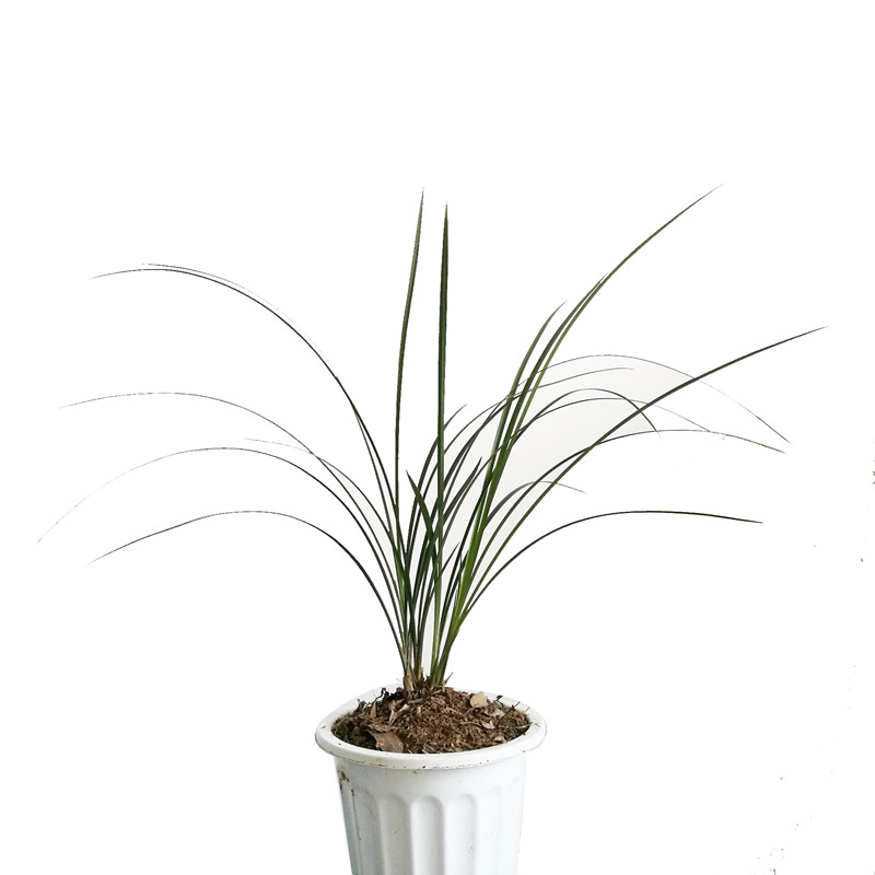 云南产地直发种植春兰浓香兰花