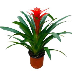 鸿运当头盆栽小红星办公室开红花卉绿植物大型好养凤梨吸甲醛客厅