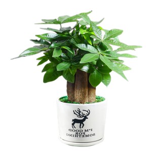 发财树盆栽植物室内花卉小绿植客厅好养活办公室招财摇钱树盆景大
