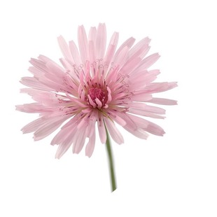 桃色千本蒲公英种子观赏粉色天竺还阳参菊花种子庭院室外盆栽花卉