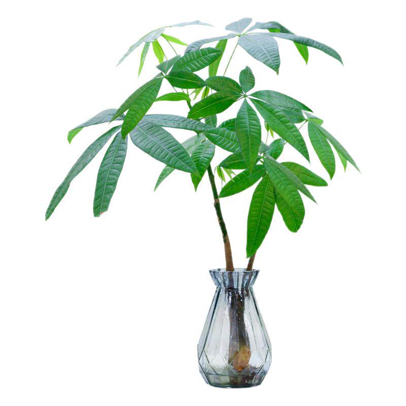 水培植物发财树小盆栽办公室内客厅四季好养耐阴桌面水养绿植花卉