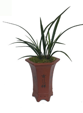 兰花苗春兰红帝荷兰花盆栽