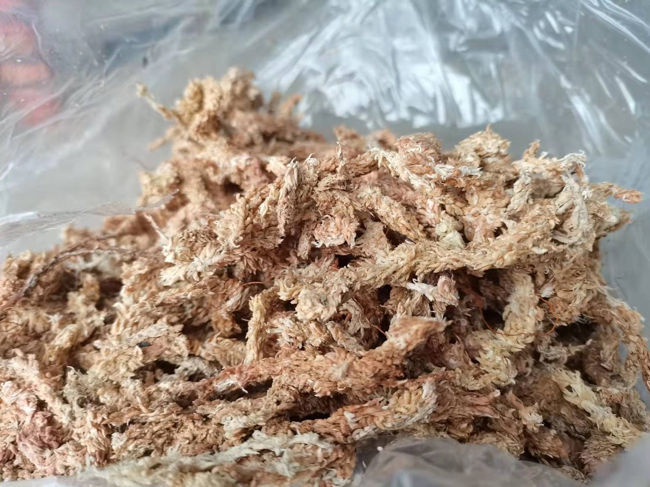 智利水苔五星干水苔藓毛毛虫水苔食虫植物蝴蝶兰兰花无土栽培保湿