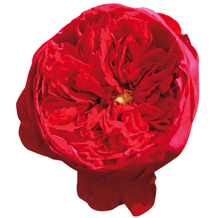 天狼月季长藤合集庭院花园露台花柱花架花墙盆栽新手推荐藤本爬藤