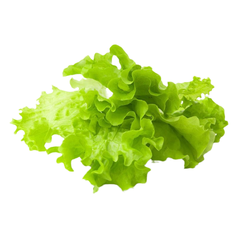 美国大速生菜秧苗四季蔬菜秧苗