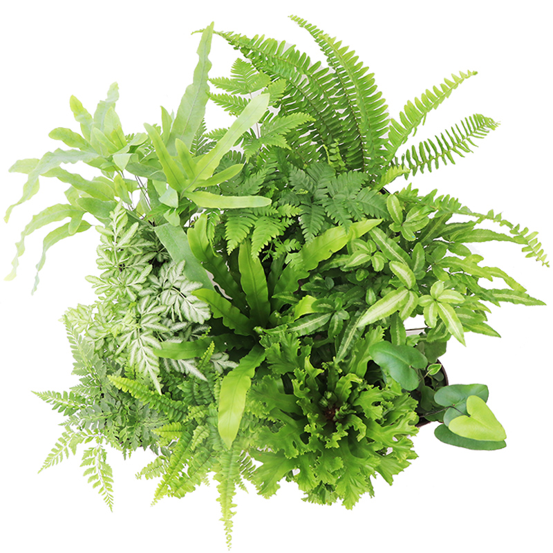 花与花器 蕨类植物合集铁线蕨波斯顿肾蕨 喜阴耐寒绿植小盆栽组盆