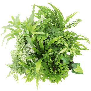 花与花器 蕨类植物合集铁线蕨波斯顿肾蕨 喜阴耐寒绿植小盆栽组盆