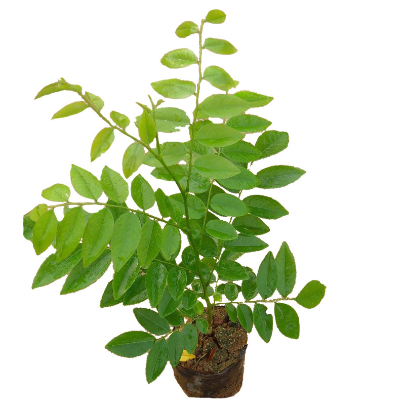海南黄花梨珍贵植物黄花梨木苗
