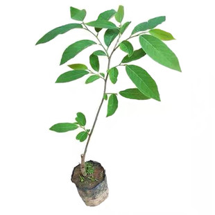 正宗台湾释迦果苗盆栽番荔枝树苗带叶带土林檎苗嫁接果苗当年结果