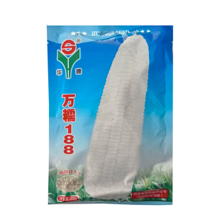 万糯188甜糯玉米种子无秃尖籽粒皮薄中熟冷却不返生玉米种子农用