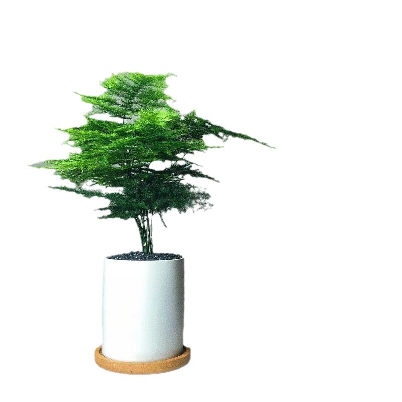 文竹盆栽植物好养耐养