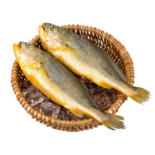 无冰特大黄花鱼2斤冷冻新鲜海捕鲜活速冻黄鱼鲞商用顺丰包邮年货