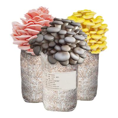 蘑菇种植菌包亲子益智玩具菌棒